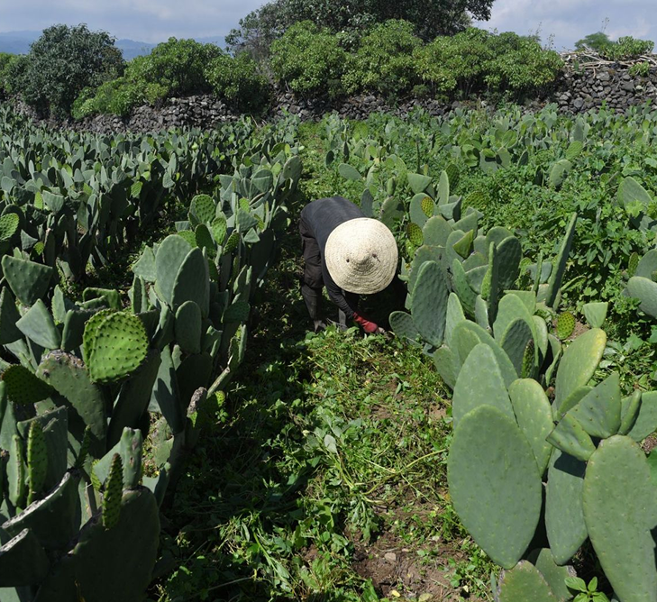Decouvrez Kasserine terre de traditions et de saveurs